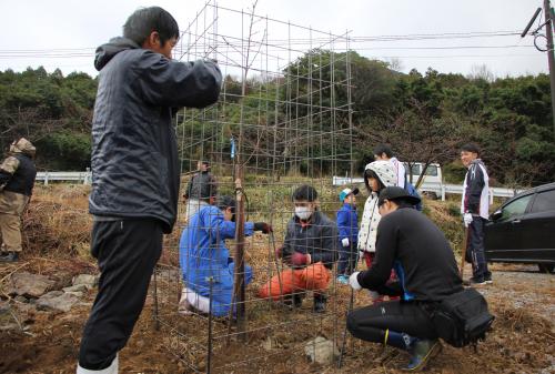 今年度は２月３日から「河津桜まつり」が開催されます