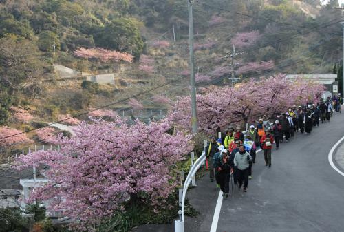 ２月１７日、「第１７回豊後水道絶景ウォーク～四浦半島かわづ桜ステージ～」が開催されました