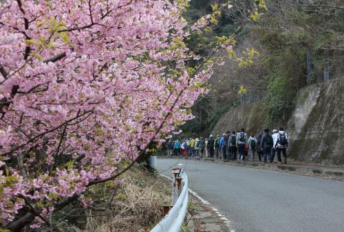 参加者は、見頃になった河津桜と四浦半島の海の景色を眺めながら、気持ちよくウォーキングしていました