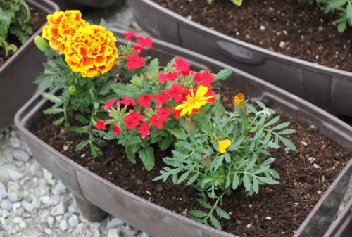 みんなで植えた花の苗の写真です