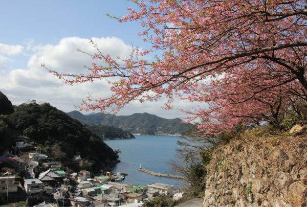 落ノ浦からの河津桜の写真です