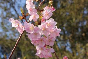 小仁宅の河津桜の写真です