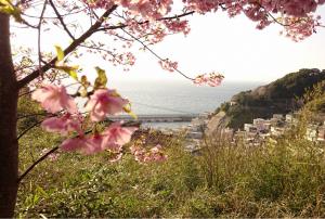 保戸島の河津桜の写真です
