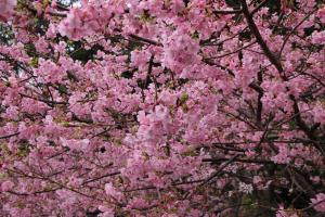 間元地区の河津桜の写真です