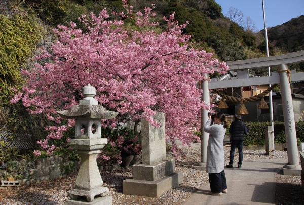 田ノ浦地区の河津桜の写真です