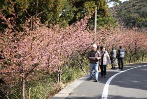 蔵谷の河津桜の写真です