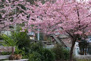 深良津公園の河津桜の写真です