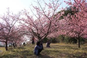 小仁宅の河津桜の写真です