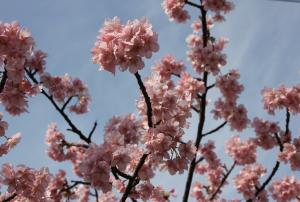 田ノ浦地区の河津桜の写真です