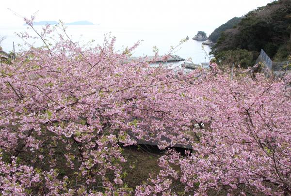 間元地区の河津桜の写真です