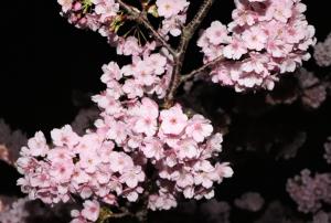 夜桜の写真です