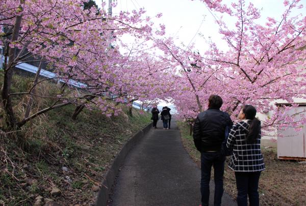 越智小学校の河津桜の写真です
