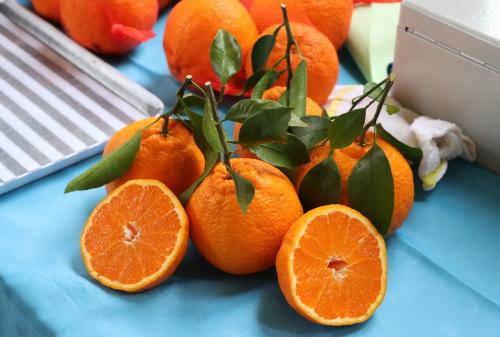 津久見市からはデコポンを販売しました