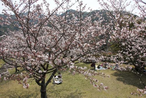 大友公園の桜も見ごろを迎え、心地よい春の陽気を感じる一日となりました