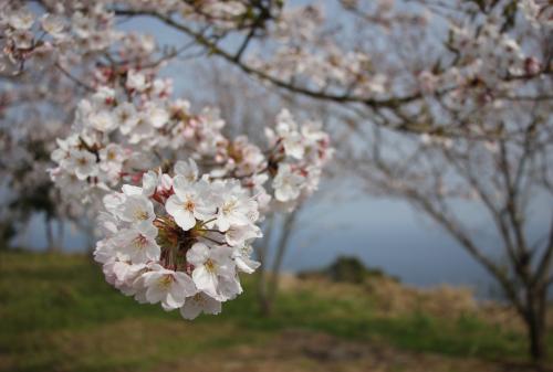 春には保戸島住民が植樹した牡丹桜が頂上からの景色を彩ります