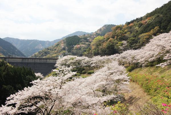 たくさんの花見客を楽しませていました