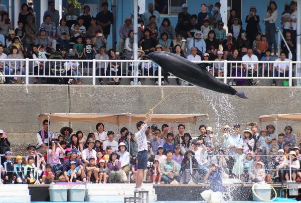 津久見の人気観光スポット「つくみイルカ島」では、連日、たくさんのお客さんで大賑わいでした