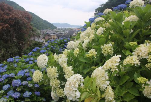 「津久見地区山づくり協議会」の中田地区の会員を中心に里山林を整備し、アジサイやイロハモミジの植樹に取り組んでいます