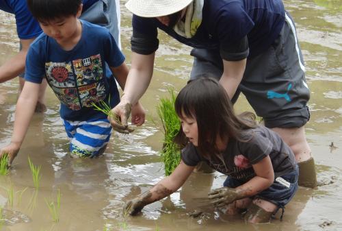 この日は、１３組３６名の親子が参加し、サツマイモの苗植えや広大な田んぼの中に入って、体中泥だらけになりながら田植えをしたりと、お米づくりの大変さや楽しさを身をもって体験しました