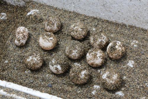 高浜海岸にウミガメが上陸したのは、約３年ぶりで全部で１１４個の卵が砂浜の中に埋まっていました