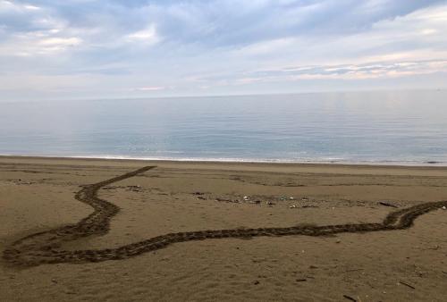 最初に発見した高浜地区の成松親善区長は、６月から毎日、早朝に高浜海岸に訪れ、ウミガメが来ていないか、心待ちにしていたようで、ウミガメの足音を見つけ、産卵したかどうかを見守るように待っていたそうです