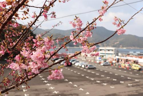 桜もほとんどの場所で見頃を迎えているので、寒さ対策を整えた上で、津久見の河津桜を楽しんでください