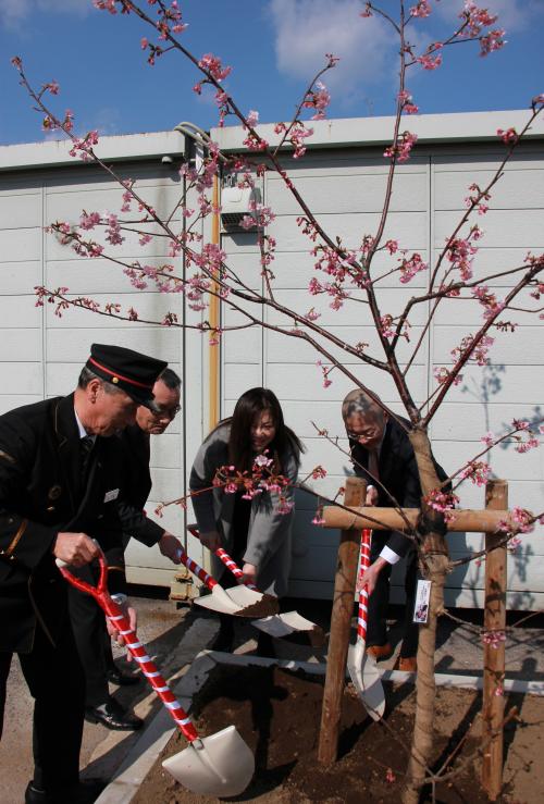 植樹された河津桜は、高さ約３ｍ～３．５ｍの６年～７年もので、河津桜発祥の地である静岡県賀茂郡河津町から直接、購入したものになります