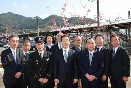 植樹された河津桜は津久見駅のホームから桜の花を見ることができます