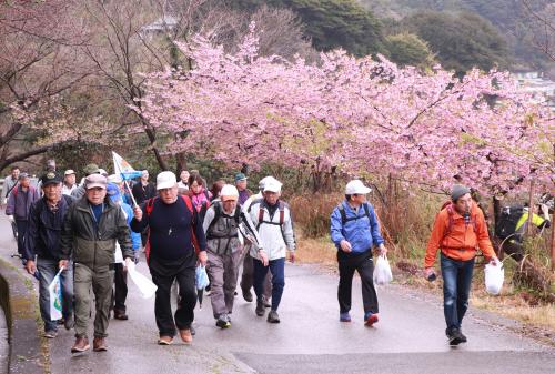 落ノ浦地区から越智小学校を回り、高浜海岸を周遊する８キロのコースを、見頃になった河津桜と四浦半島の海の景色を眺めながら、気持ちよくウォーキングしていました