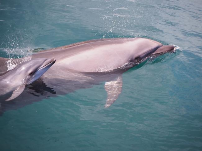 イルカの赤ちゃん1