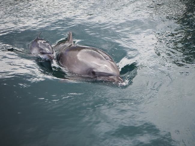 イルカの赤ちゃん2